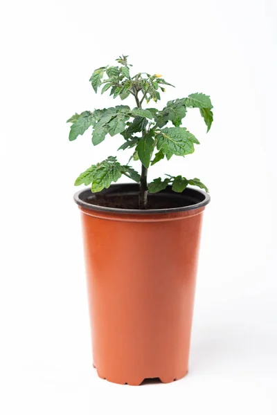 Planta Plántulas Tomates Una Olla Sobre Fondo Blanco — Foto de Stock