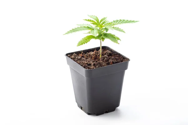 Potted Medical Marijuana Strain Cannabis Seedling Isolated White Background — Stock Photo, Image