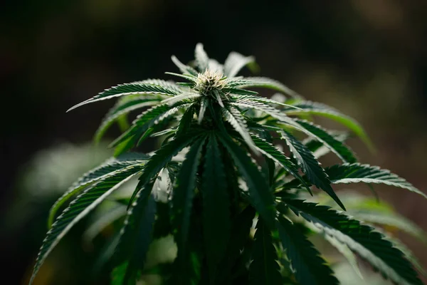 Léčivá Marihuana Kvetoucí Přírodní Konopí Rostlina — Stock fotografie
