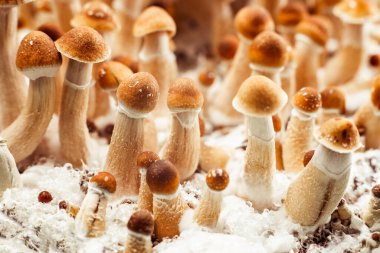 Psilosibe cubensis ekimi saykodelik mantar.