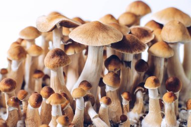 Psilosibe cubensis ekimi saykodelik mantar.