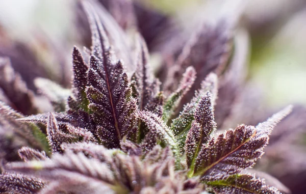 Marihuana Tıbbi Kenevir Makro Trikolar Bitki Yaprakları Üzerinde Thc Cbd — Stok fotoğraf