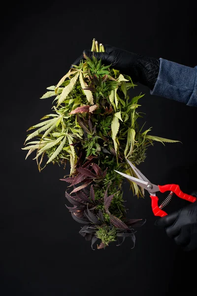 Orvosi Kannabisz Vágása Cbd Gazdaságban — Stock Fotó