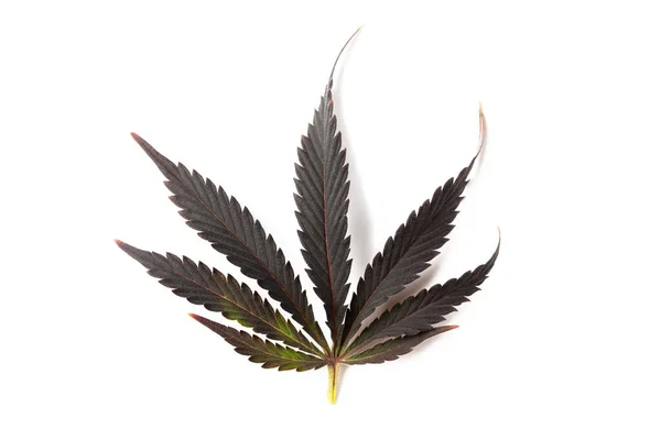 Maconha Folha Cannabis Medicinal Isolado Fundo Branco — Fotografia de Stock