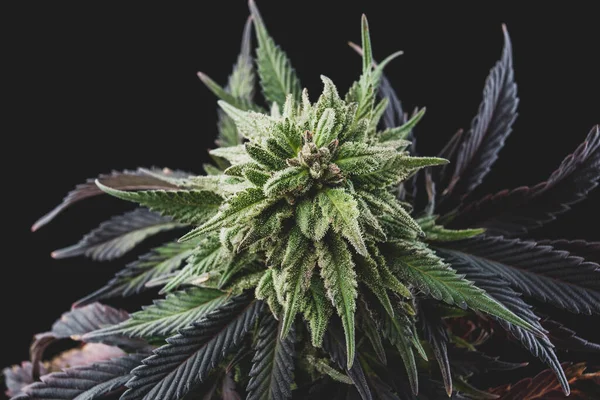 Marijuana Blommor Knoppar Medicinsk Kvalitet Cannabis Topp — Stockfoto