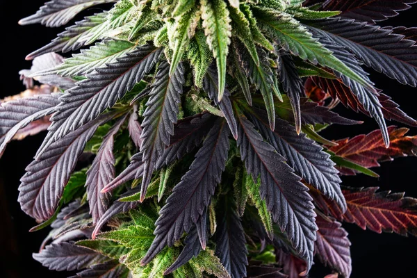 Medicinsk Marijuana Cannabis Gård Stora Blad Ogräs — Stockfoto