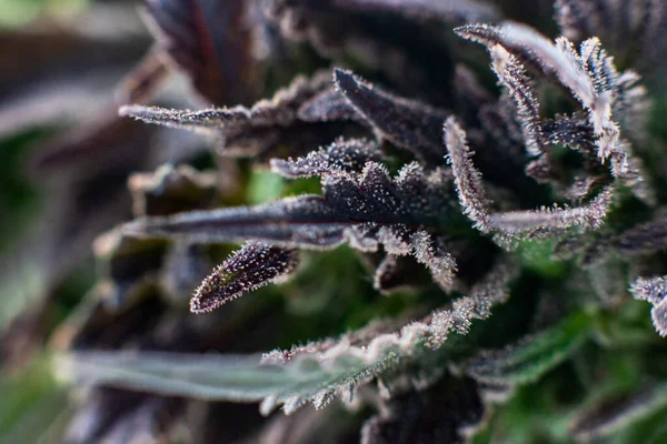 Maconha Cannabis Medicinal Macro Tricomas Thc Cbd Folhas Plantas — Fotografia de Stock