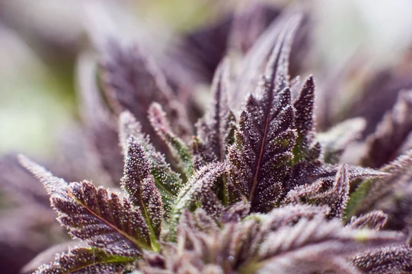 Maconha Cannabis Medicinal Macro Tricomas Thc Cbd Folhas Plantas — Fotografia de Stock
