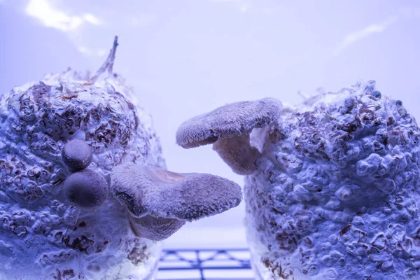 Shiitake Blok Pěstování Medicínských Jedlých Hub — Stock fotografie