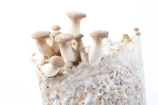 Anbau Von Austern Aus Ökologischem Anbau Von Pilzen — Stockfoto