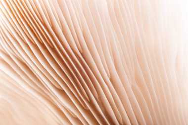 Yığın mantarlarının alt kısmının yakın görüntüsü. Bej mantar dokusunun yakın plan görüntüsü.