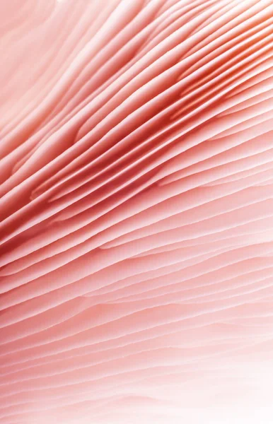 Hongo Diseño Micología Rosa Abstracto Fondo — Foto de Stock