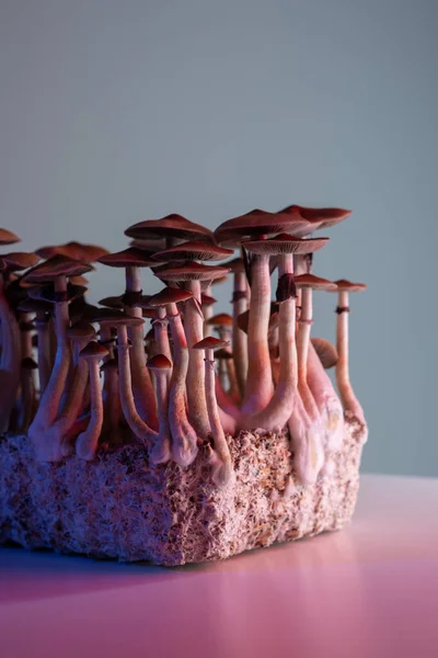 Cogumelos Mágicos Psilocybe Cubensis Cogumelos Psicoativos Alucinógenos — Fotografia de Stock