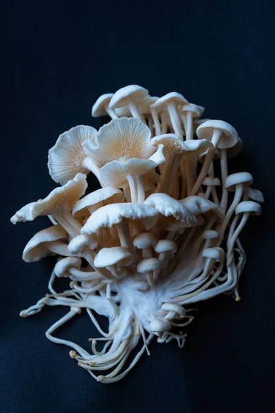 Eine Gruppe Essbarer Pilze Aus Weißem Winterhonig Flammulina — Stockfoto