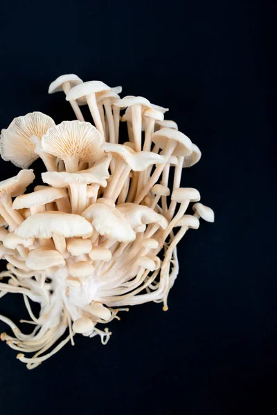 Enoki Pilze Auf Schwarzem Hintergrund Roh Enokitake — Stockfoto