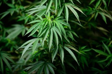 Marihuana bitkisi Amerika 'da ot tarlasında