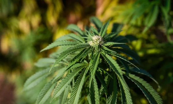 大麻在室外药用植物花蕾上的种植 — 图库照片