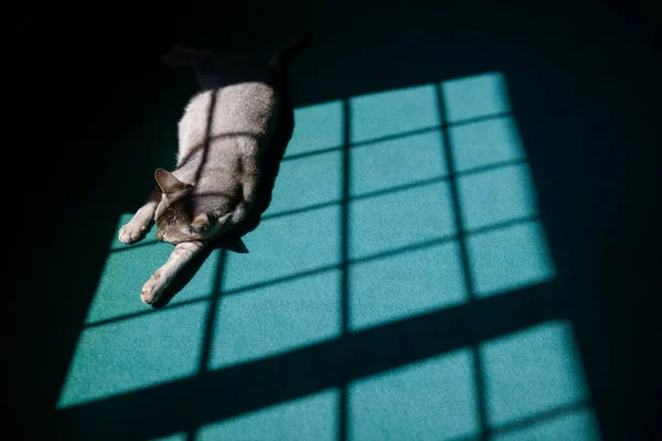 Niedliche Schlafende Katze Und Licht Aus Dem Fenster — Stockfoto
