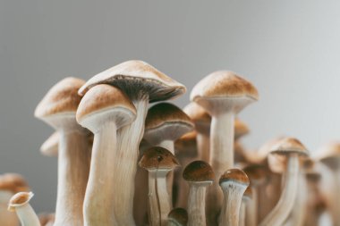 Prilocybe cubensis mantarları tarım kolaylığı nedeniyle tarlalar arasında halüsinojenik olarak popülerdir.