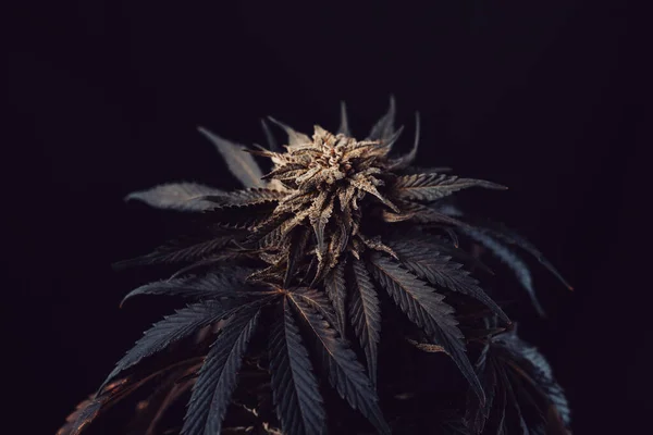 Svart Cannabis Medicinsk Cbd Marijuana Mörk Bakgrund — Stockfoto