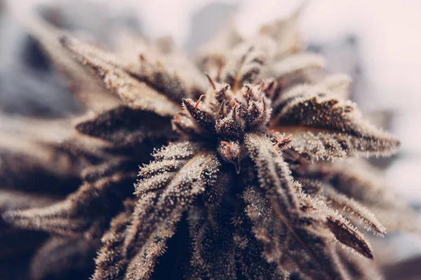 Svarta Marijuana Knoppar Med Trichomes Cannabisväxter Blåbär Stam — Stockfoto