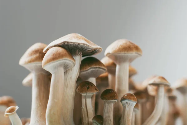 Prilocybe Cubensis Mushrooms Hallucinogenic Popular Cultivars Due Ease Cultivation — Stock Photo, Image
