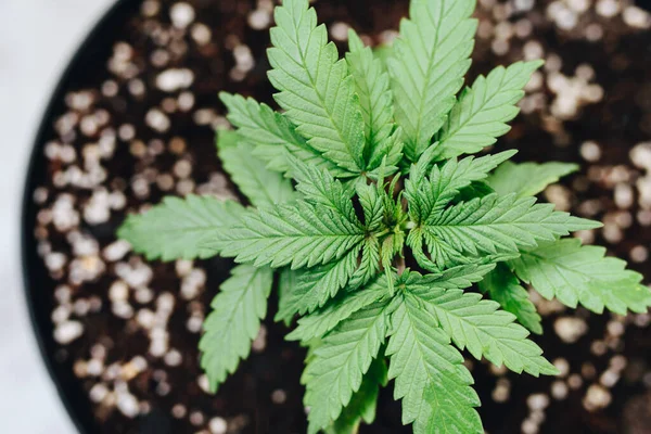 Kweken Van Cannabis Jonge Kleine Marihuana Plant — Stockfoto