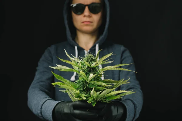Cultivo Medicinal Cannabis Cultivador Cbd Planta Marihuana Manos —  Fotos de Stock