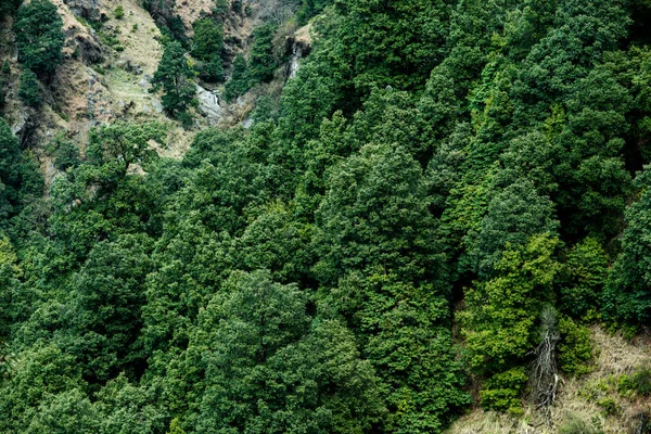 Bos Bergen Helling Van Himalaya Met Groene Loofbomen — Stockfoto