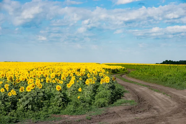 Landscape Farm Fields Ukraine Dirt Road — Stock Photo, Image