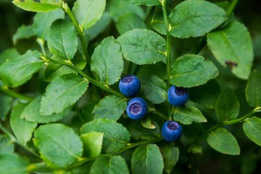 Dağlarda yabanmersini bitkisi meyvesi