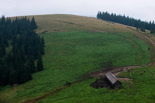 Mlékárna Svahu Horách Ukrajinských Karpat — Stock fotografie