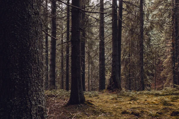 Naaldbos Vegetatie Die Voornamelijk Bestaat Uit Naalddragende Naald Schaalbladgroenbomen Het — Stockfoto