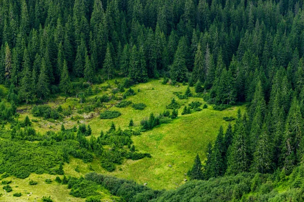 美しい自然景観夏の高山斜面松の森 — ストック写真