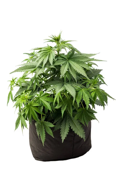 Pěstování Marihuany Látkové Tašce Zeminou Konopí Rostlina Lékařského Keře Doma — Stock fotografie