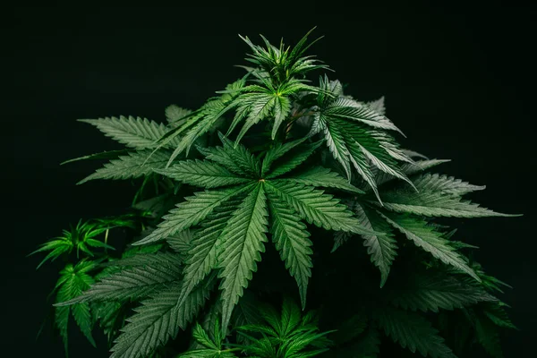 Gazdaság Növény Marihuána Kultúra Indica Cannabis Cbd Törzs Maximális Kannabinoidok — Stock Fotó