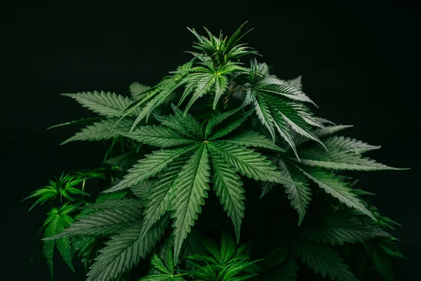 Hodowla Chwastów Hodowla Marihuany Indica Cannabis Cbd Szczep Maksimum Cannabinoids — Zdjęcie stockowe