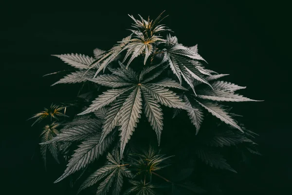 Planta Maconha Folha Preta Cannabis Medicinal Estirpe Indica Sativa Híbrido — Fotografia de Stock