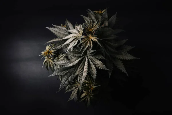 Buske Hampa Växt Medicinsk Cannabis Svart Bakgrund Tapet — Stockfoto