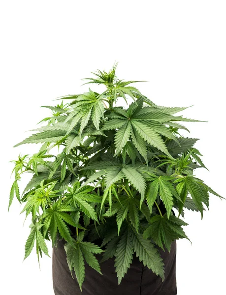 Pěstovat Marihuanu Květináč Rostlina Látkové Tašce Konopí Lékařské Keře Bílém — Stock fotografie