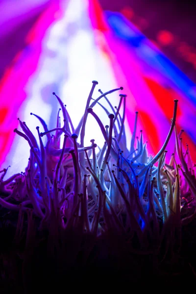 輝くカラフルな魔法の幻覚性キノコのシロシベ — ストック写真