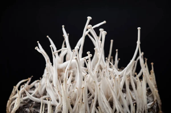 农场水果蘑菇块上的蘑菇 — 图库照片