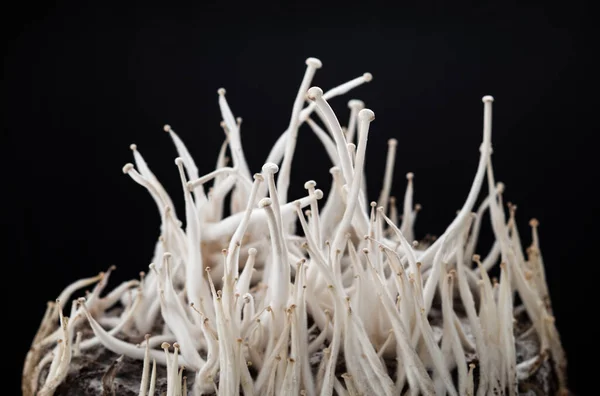 Champignons Boerderij Vruchtdragende Paddenstoel Blok — Stockfoto