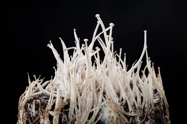 蘑菇活性蘑菇生长Enoki Flammulina Velutipes — 图库照片