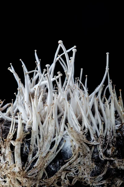 ファーム上のキノコのフラムリンエノキノコブロック — ストック写真