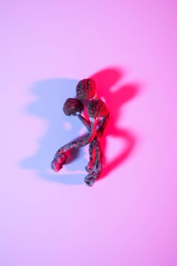 Doğal psikedelik mantarlar psikoaktif psilosibe cubensis halüsinojen.