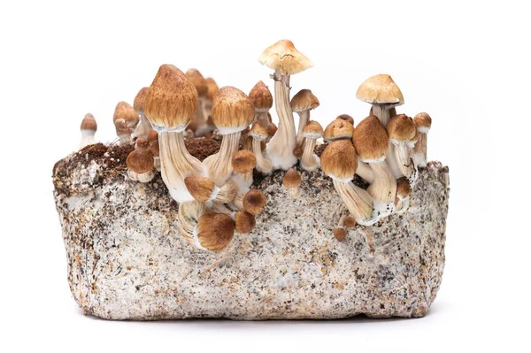 Odling Psilocybin Svampar Odling Den Magiska Svampen — Stockfoto