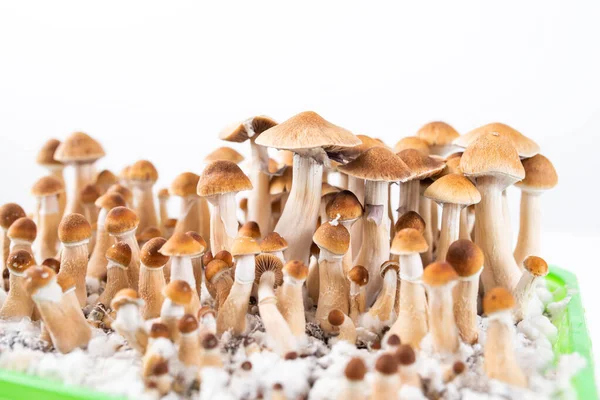 Grow Your Own Magic Psychedelic Mushrooms Psilocybe Cubensis — Stock Photo, Image