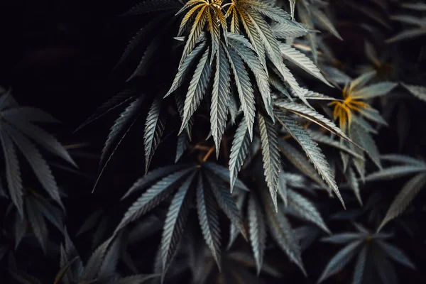 Fundo Folhas Escuras Planta Cannabis Maconha Medicinal — Fotografia de Stock
