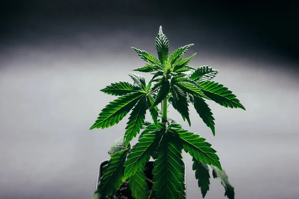 Marihuána Növény Orvoslás Mezőgazdaság Fiatal Növény Kannabisz Palánták — Stock Fotó